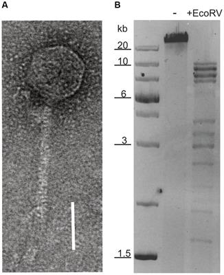 Characterization of an archaeal virus-host system reveals massive genomic rearrangements in a laboratory strain